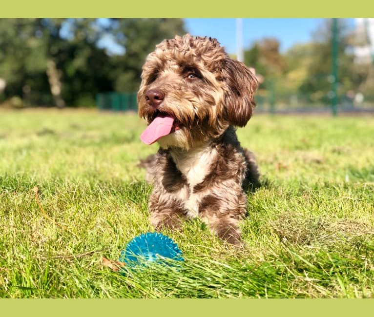 Koda, an English Cocker Spaniel (Working Type) and Poodle (Small) mix tested with EmbarkVet.com