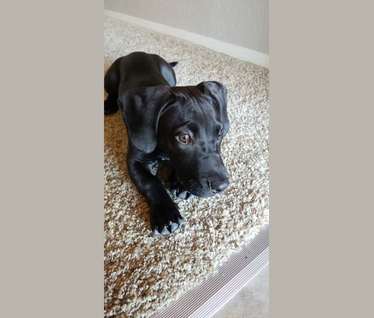 Basset hound pitbull mix for sale store
