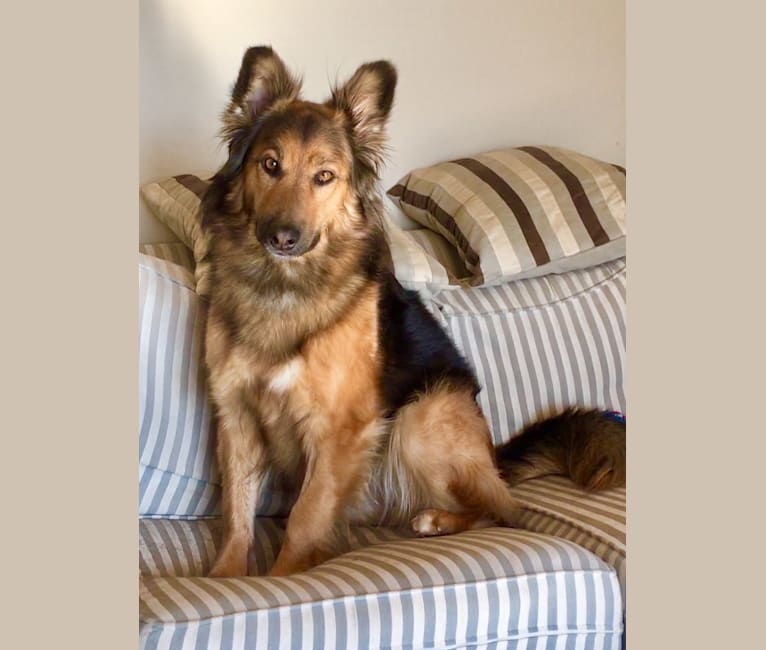 Roxy, a German Shepherd Dog and Collie mix tested with EmbarkVet.com