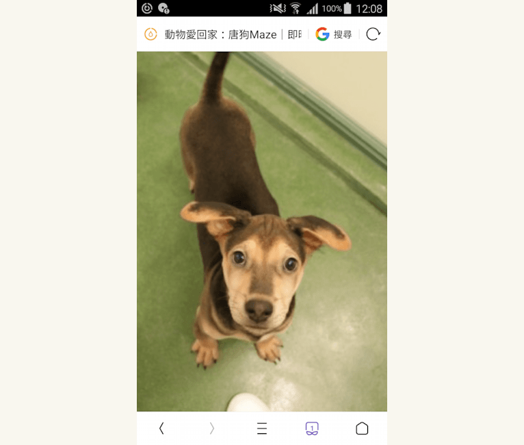 Picky, an East Asian Village Dog tested with EmbarkVet.com