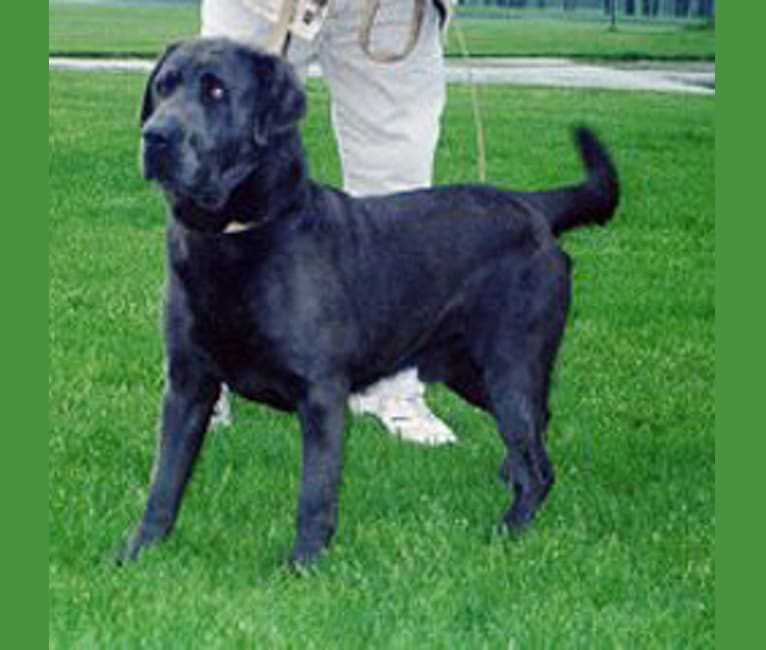 Caviar, a Labrador Retriever tested with EmbarkVet.com