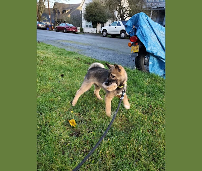 Kaede, a Kishu Ken tested with EmbarkVet.com