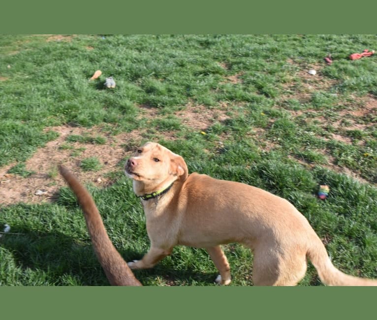 Wrinkles, a Golden Retriever and Treeing Walker Coonhound mix tested with EmbarkVet.com