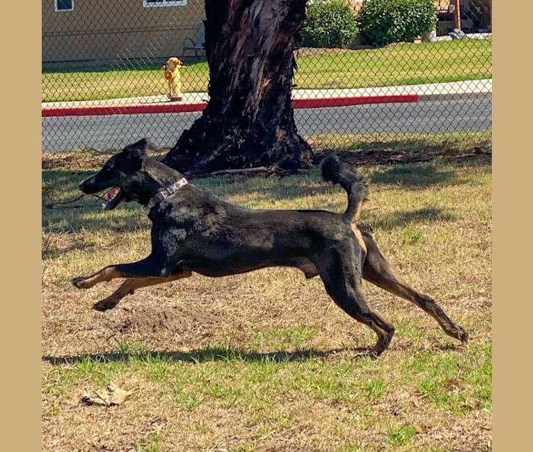 Boots, a Poodle (Standard) and Belgian Malinois mix tested with EmbarkVet.com