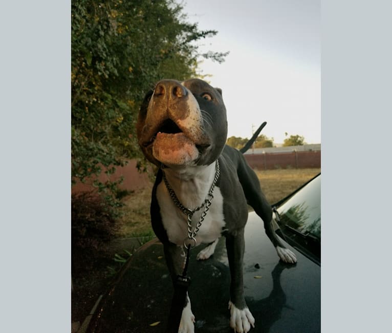 MaSiWei, an American Bully tested with EmbarkVet.com