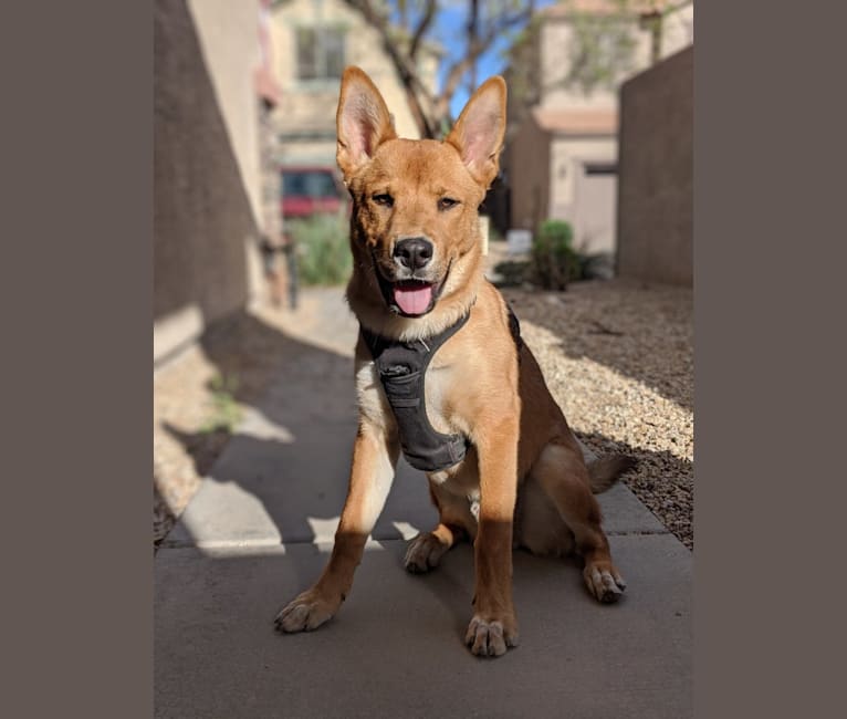 Photo of Nico, a Siberian Husky, Rottweiler, German Shepherd Dog, American Pit Bull Terrier, and Chow Chow mix in Tucson, Arizona, USA
