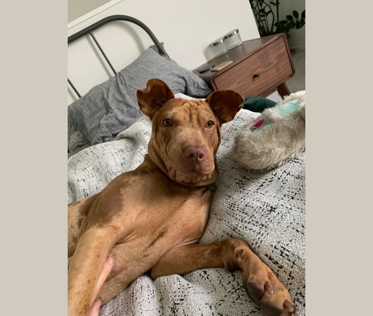 Colby american pitbull terrier deals