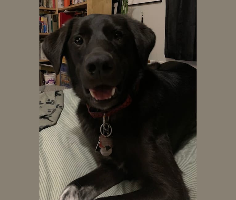 Guinness, a Labrador Retriever and Australian Cattle Dog mix tested with EmbarkVet.com