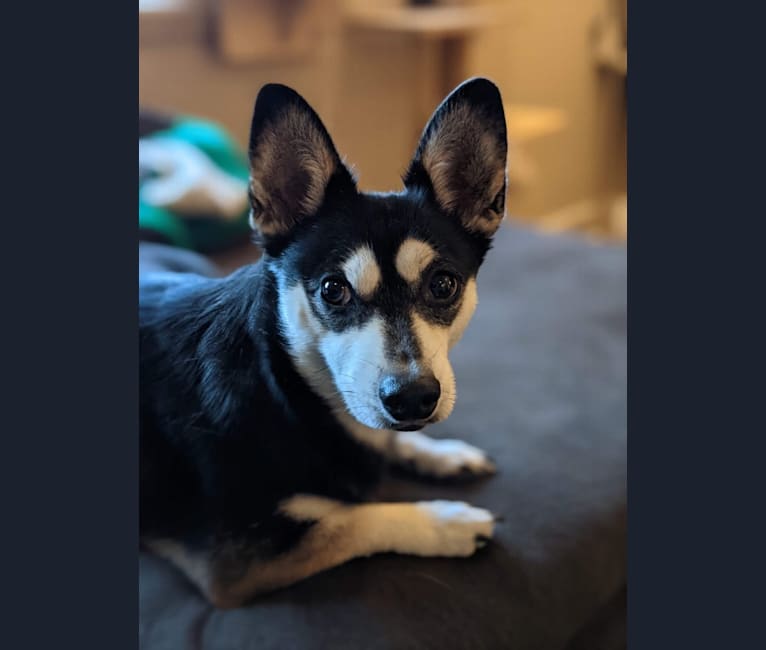 Sushi, a Siberian Husky and Chihuahua mix tested with EmbarkVet.com