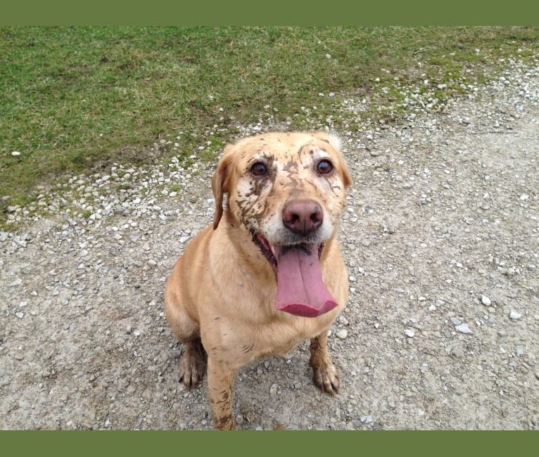 Sadie, a Labrador Retriever and American Bulldog mix tested with EmbarkVet.com