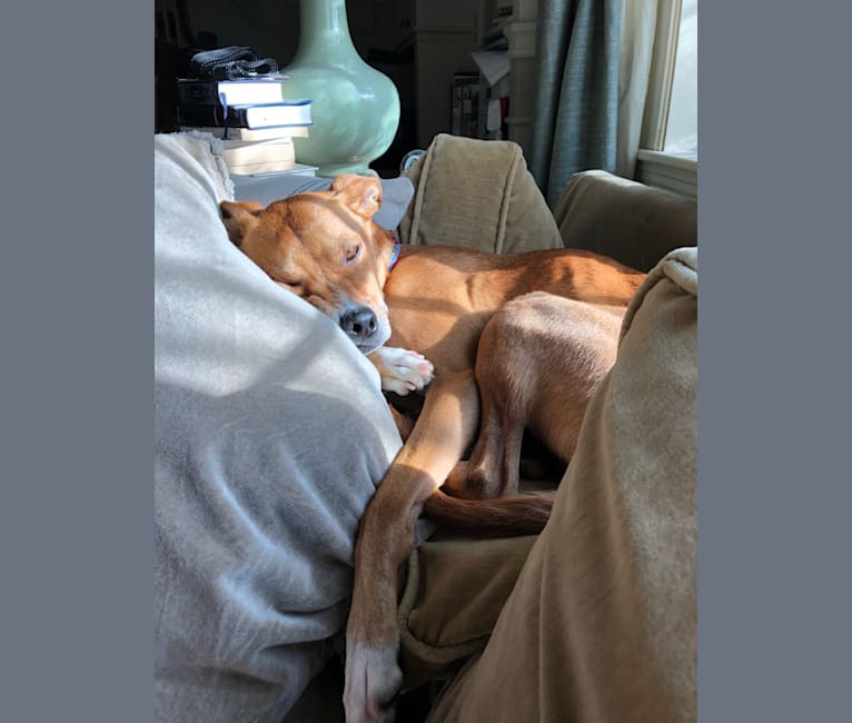 Photo of Watson, a Boston Terrier, Chihuahua, German Shepherd Dog, and Pug mix in Georgia, USA