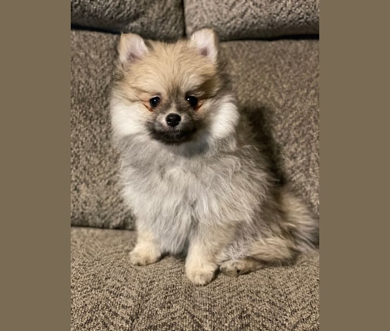 Photo of Okami, a Pomeranian  in Fort Worth, Texas, USA