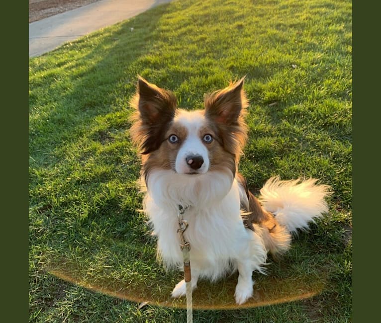 Pico, a Border Collie and Papillon mix tested with EmbarkVet.com