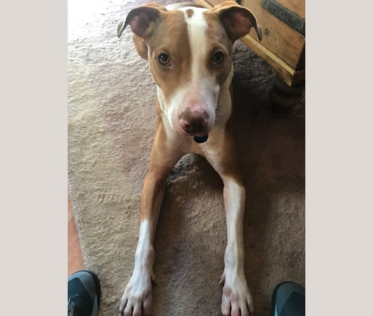 Rat terrier pit mix new arrivals