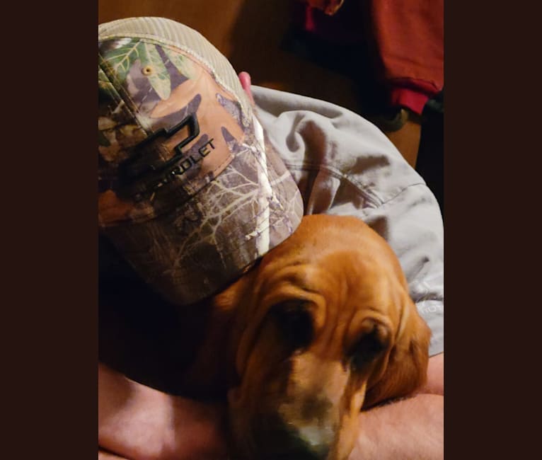 Photo of Marcy, a Bloodhound  in Houlka, MS, USA