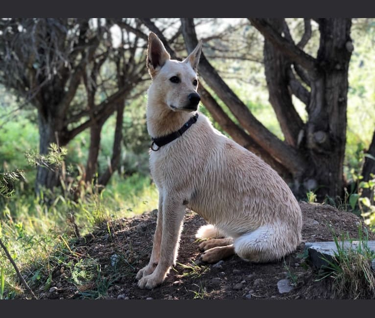 Pearl, an Australian Cattle Dog and Labrador Retriever mix tested with EmbarkVet.com