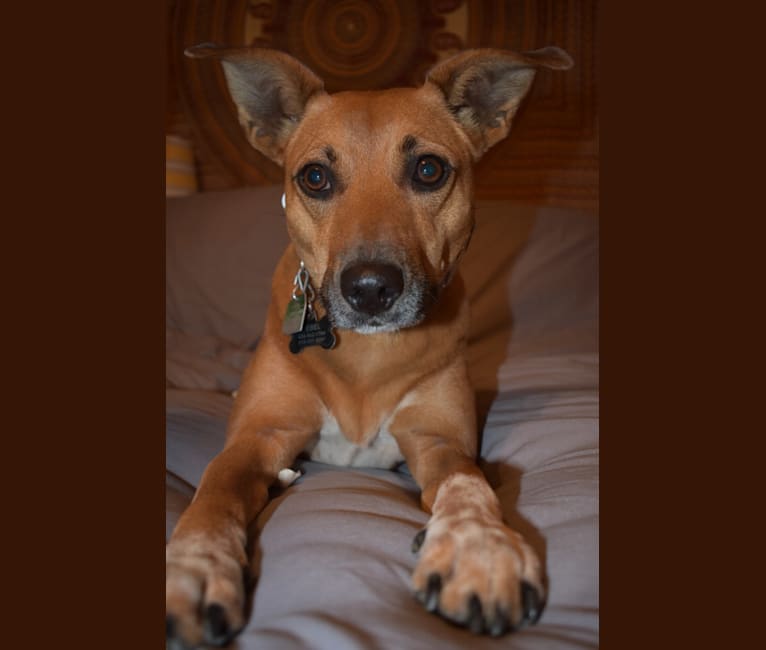 Pippa, an Australian Cattle Dog and Mountain Cur mix tested with EmbarkVet.com
