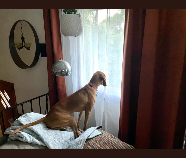 Photo of Pickles, a Redbone Coonhound  in New Hope, Minnesota, USA