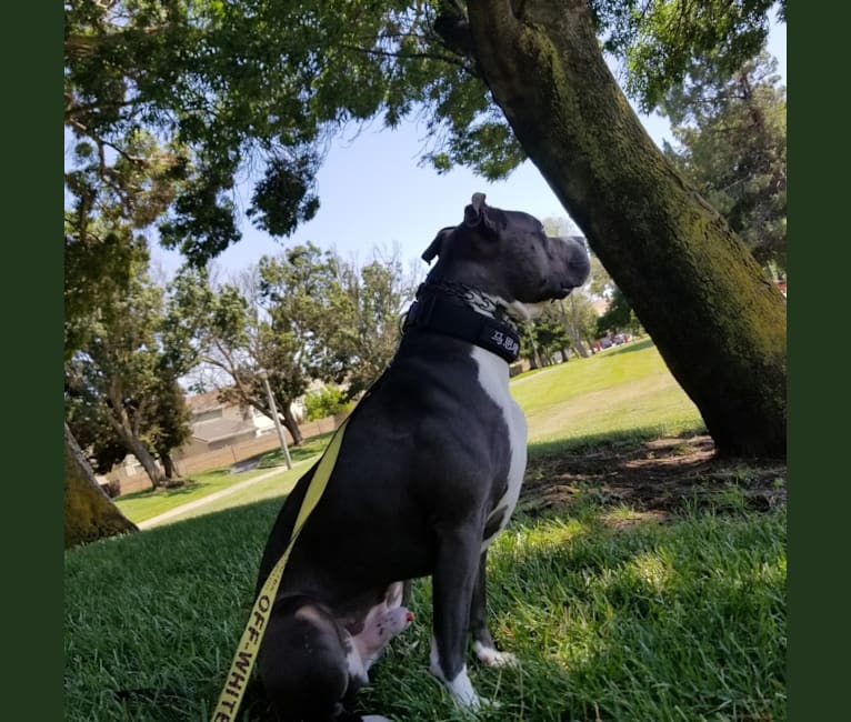 MaSiWei, an American Bully tested with EmbarkVet.com