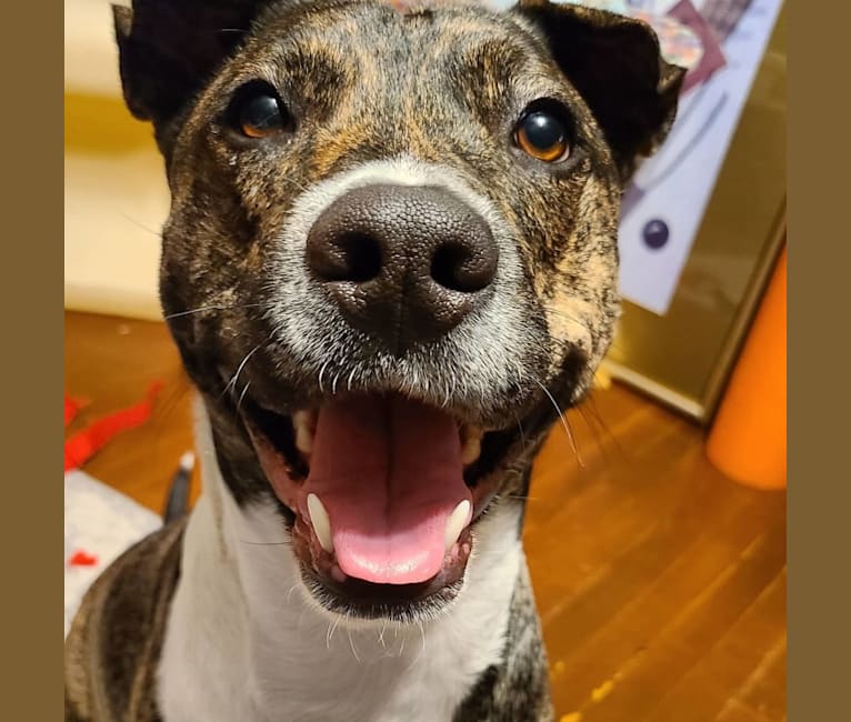 Latke, an American Pit Bull Terrier and Australian Cattle Dog mix tested with EmbarkVet.com