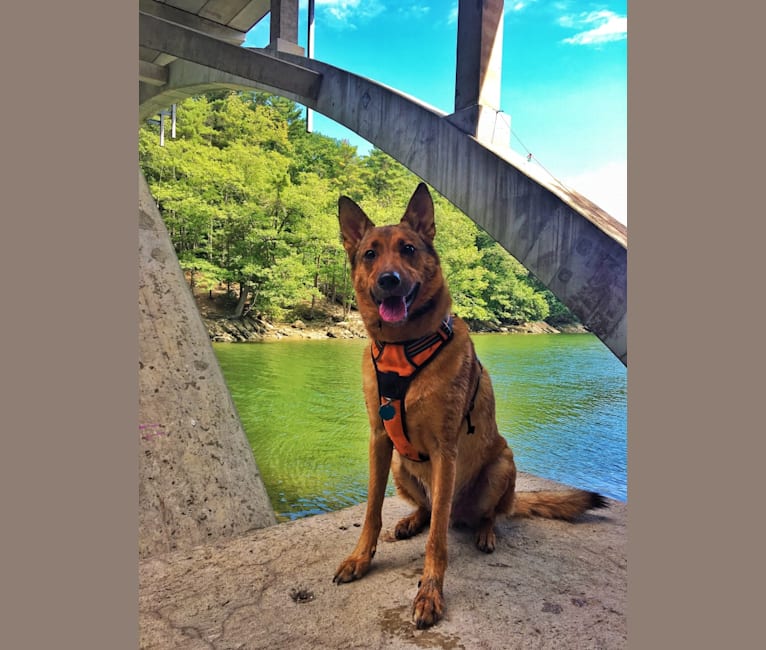 Photo of Oakley, a German Shepherd Dog and Chinese Shar-Pei mix in Oklahoma, USA