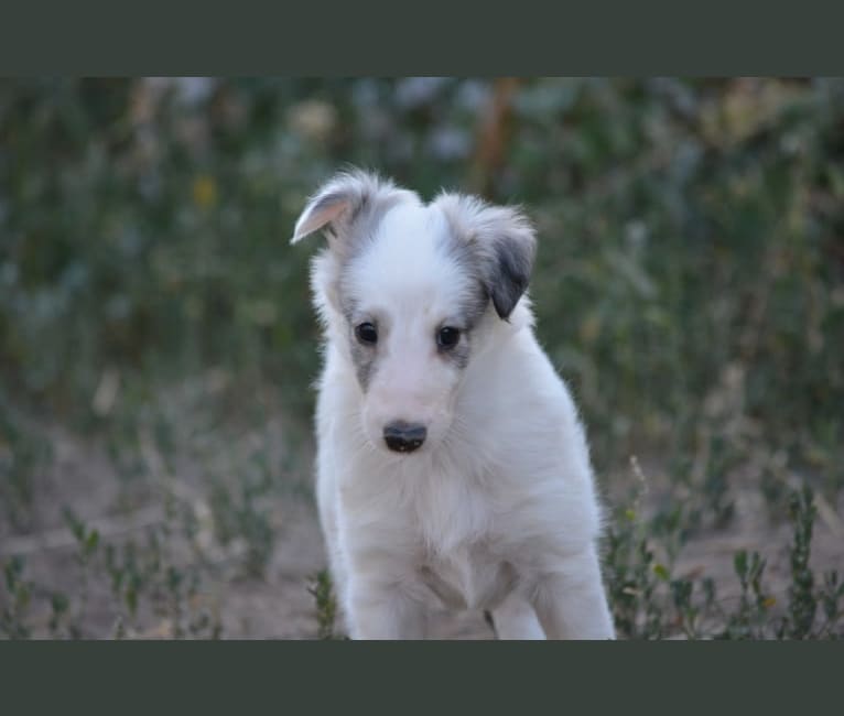 Photo of Penny, a Silken Windhound  in Denver, CO, USA
