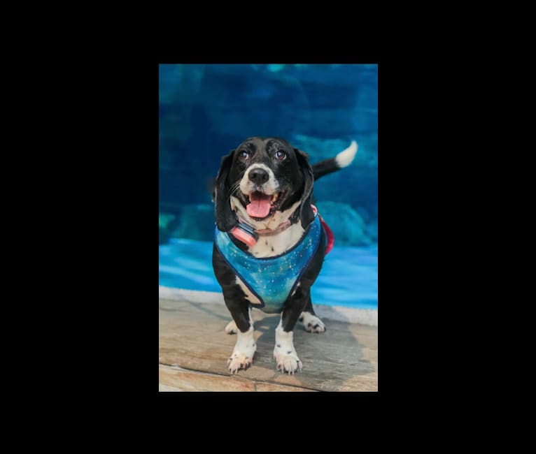Annabelle, a Basset Hound and Boykin Spaniel mix tested with EmbarkVet.com