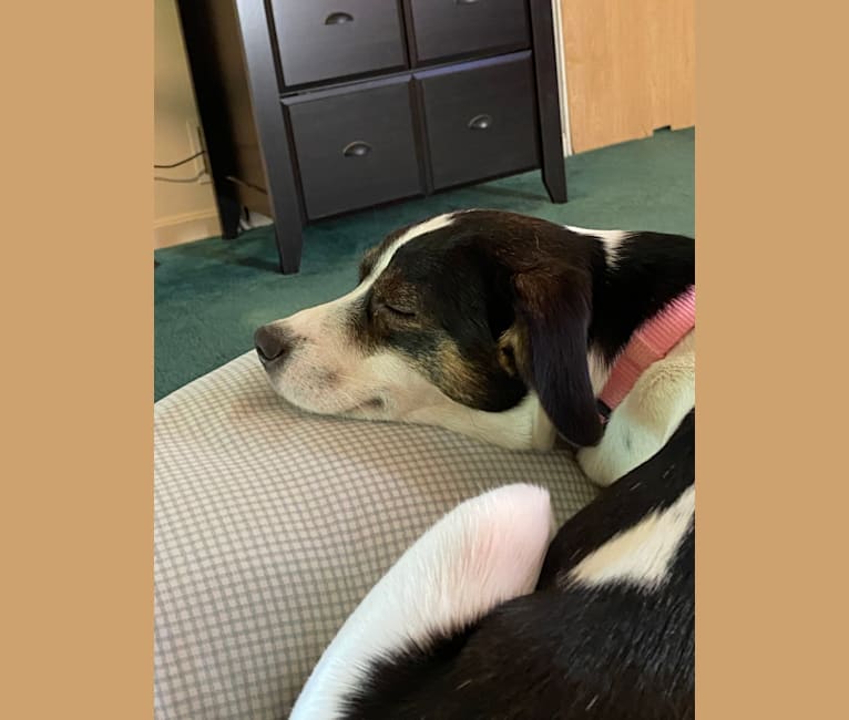 Katy, an Australian Cattle Dog and American Pit Bull Terrier mix tested with EmbarkVet.com