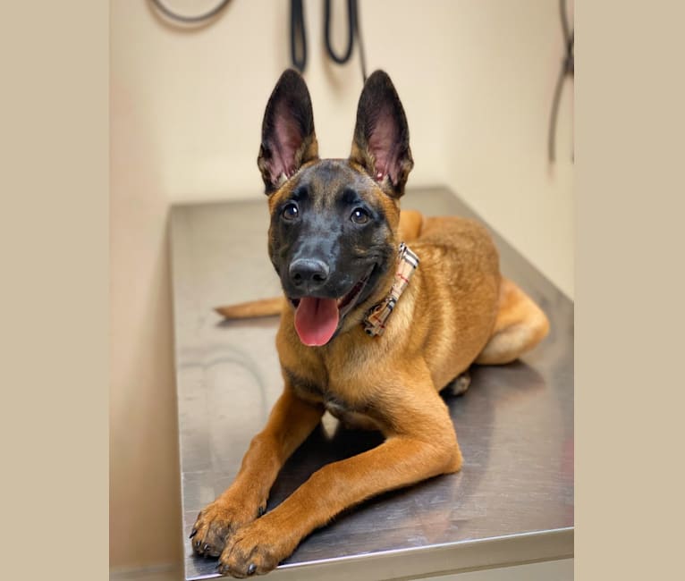 Max, a Belgian Malinois and Boxer mix tested with EmbarkVet.com