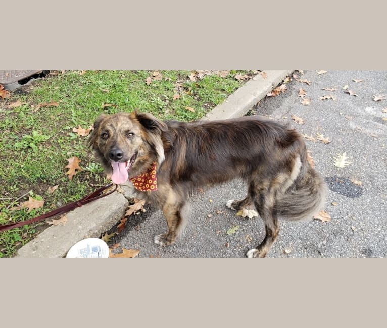 Embark Dog Dna Test Breed