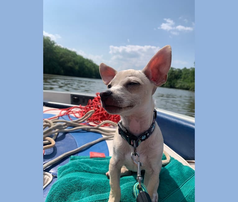 Rocket Chip, a Chihuahua and Rat Terrier mix tested with EmbarkVet.com