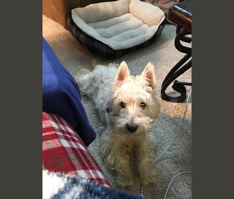Dylan, a West Highland White Terrier tested with EmbarkVet.com