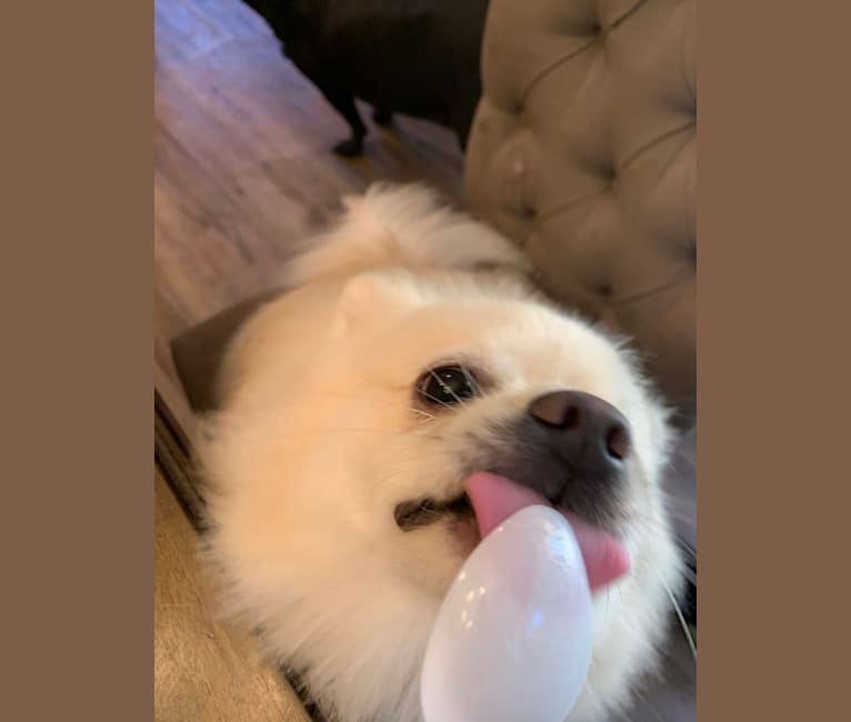 Koda, a Pomeranian tested with EmbarkVet.com