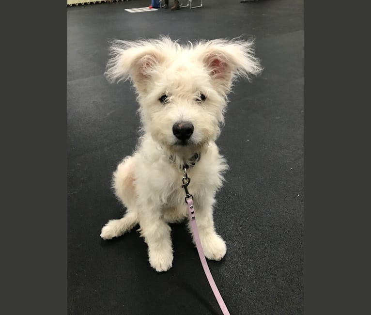 Photo of Linkin, a Pumi  in Jacksonville, FL, USA