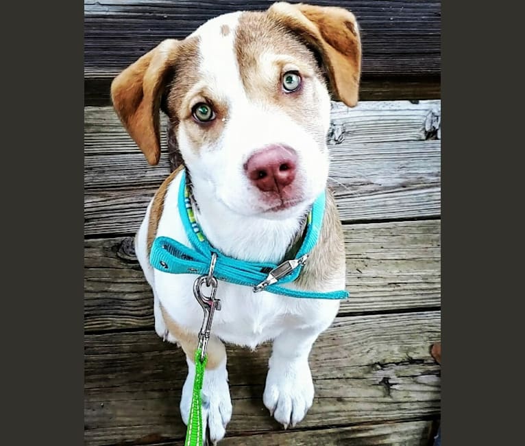 Ted, an Alaskan Malamute and American Pit Bull Terrier mix tested with EmbarkVet.com