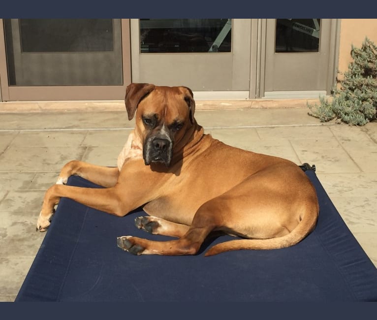 Bull mastiff wolf mix clearance