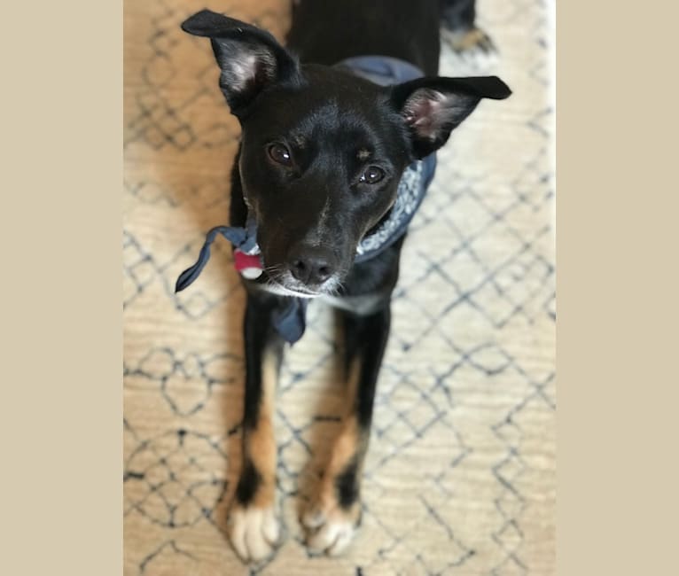 Embark Dog Dna Test Breed