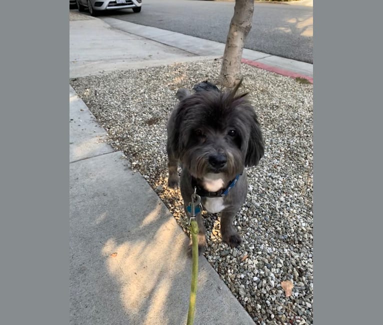 Baxter, a Shih Tzu and Poodle (Small) mix tested with EmbarkVet.com