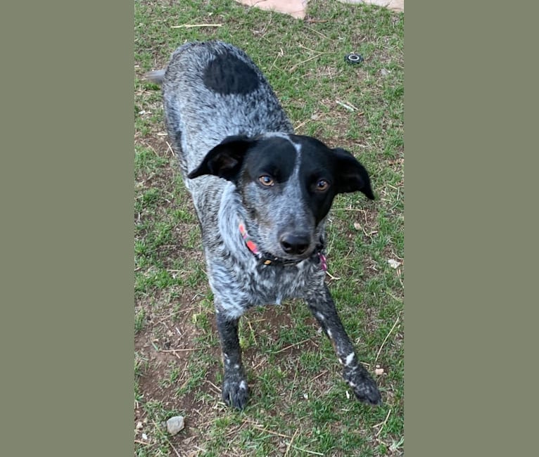 Sophie, an Australian Cattle Dog and Dachshund mix tested with EmbarkVet.com