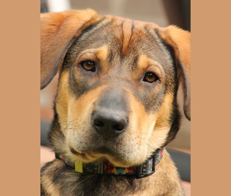 Clover, an Eastern European Village Dog and Chinese Shar-Pei mix tested with EmbarkVet.com