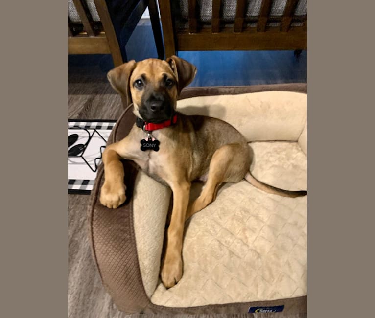 Catahoula schnauzer mix sale