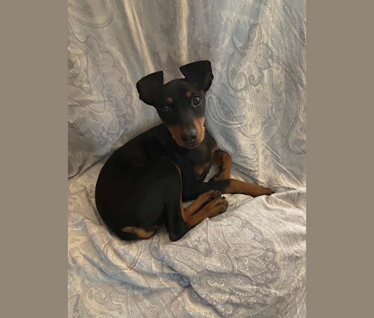 Photo of Dobby, a German Pinscher  in Ontario, Canada