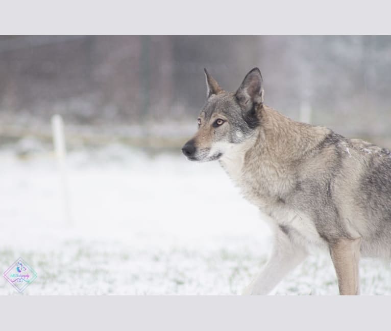 Sky, a Czechoslovakian Vlcak tested with EmbarkVet.com