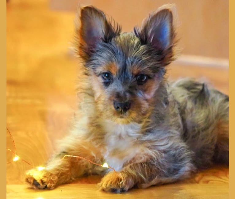 Bentley, a Chorkie tested with EmbarkVet.com