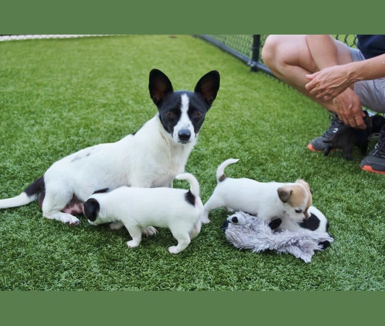 Photo of Wookie, a Chihuahua, West Highland White Terrier, Russell-type Terrier, and Mixed mix in Athens, Georgia, USA