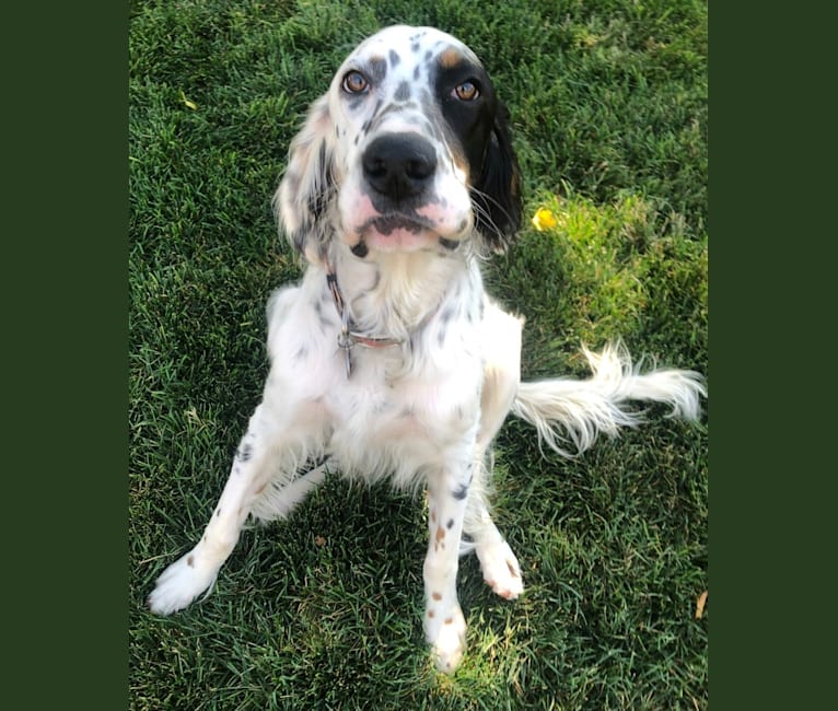English setter hound mix best sale