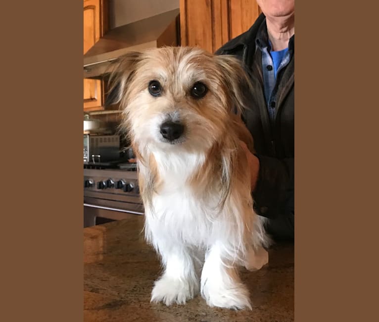 Photo of Winham’s Cowboy Cody of Cowgirl Cotons, a Coton de Tulear  in New Mexico, USA