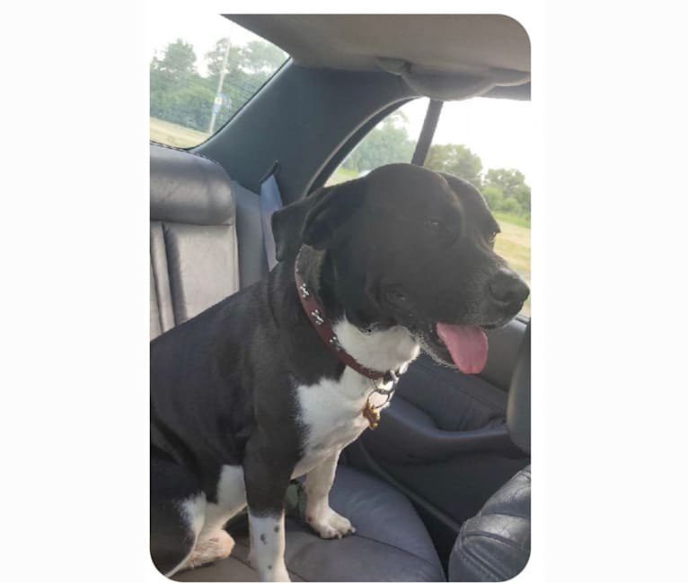 Volibear, an American Pit Bull Terrier and Labrador Retriever mix tested with EmbarkVet.com