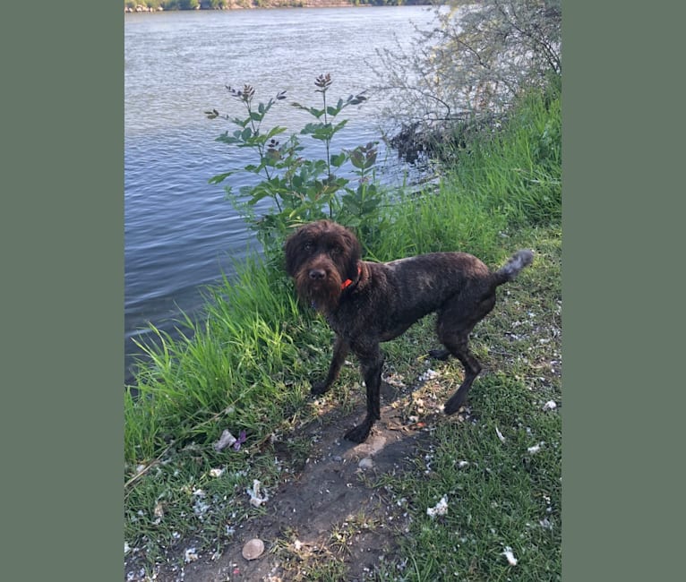 Photo of Whiskey, a Wirehaired Pointing Griffon  in Utah, USA