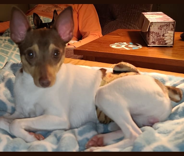 Asher, a Toy Fox Terrier tested with EmbarkVet.com